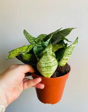 Sansevieria trifasciata - Green Hahnii