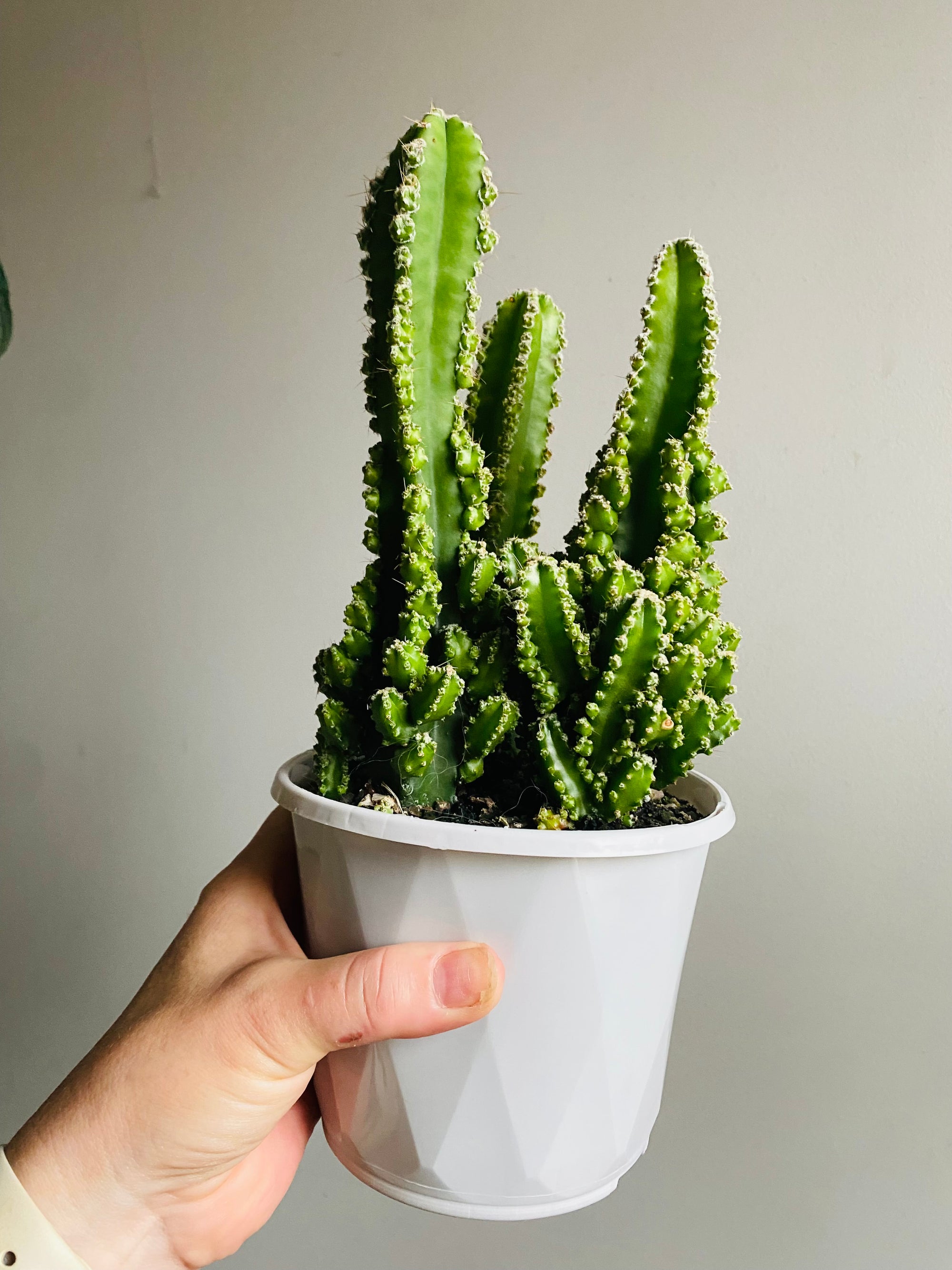 Cereus tetragonus cv. - Fairy Castle