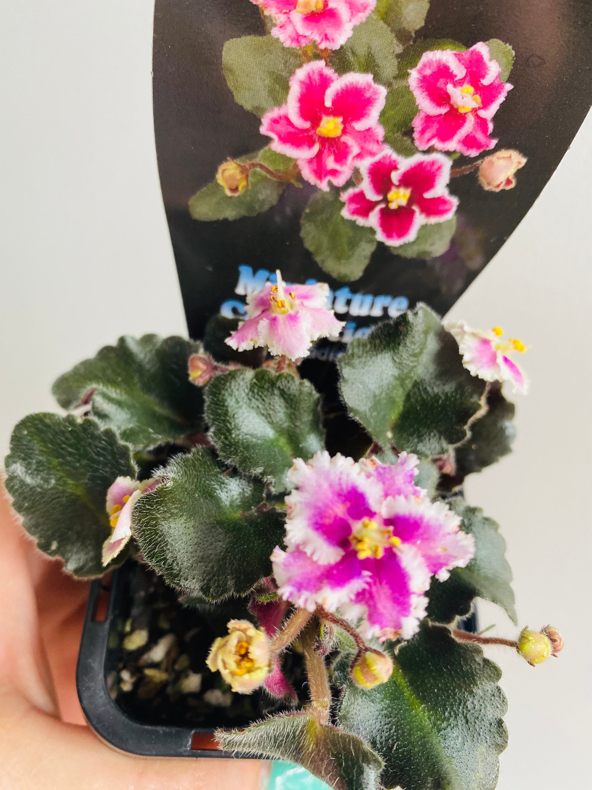 African Violet - Rob’s Boondoogle