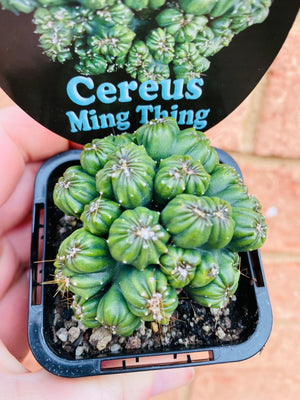 Cereus 'Ming Thing'