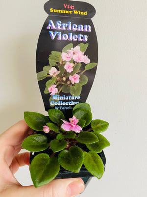 African Violet - Summer Wind