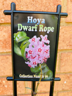 Hoya - Dwarf Indian Rope Collection No. 96