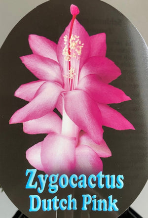 Schlumbergera Zygocactus varieties - 110mm Pot