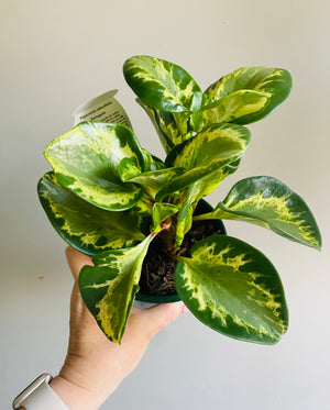 Peperomia obtusifolia - Speckled Marble