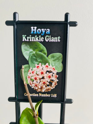 Hoya - Krinkle Giant Collection No. 145