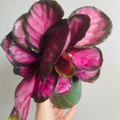 Collection image for: Calathea/Ctenanthe/Maranta