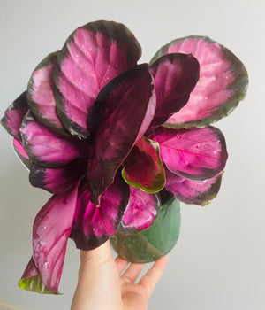 Calathea - Rosey