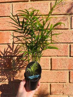 Parlour Palm - Chamaedorea elegans