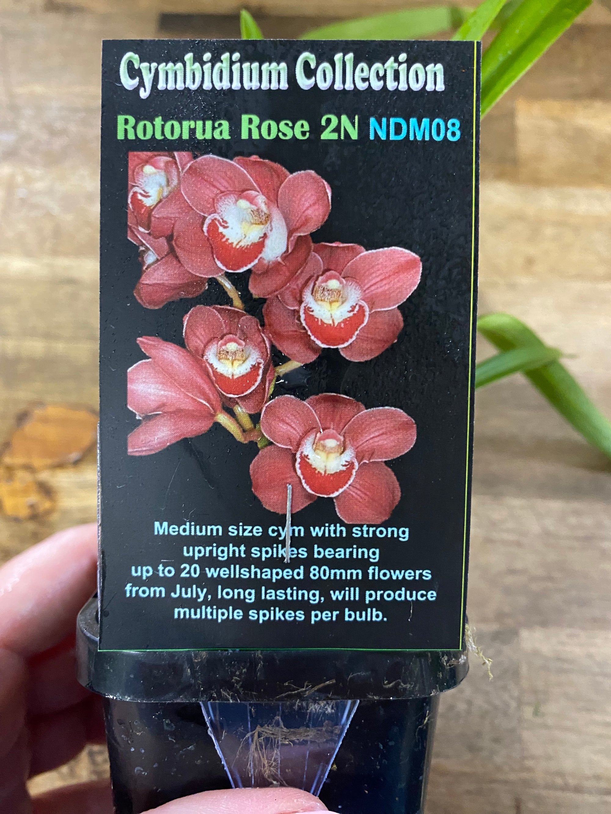 Cymbidium Collection Rotorua Rose 2N