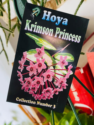 Hoya - Krimson Princess Collection No. 3