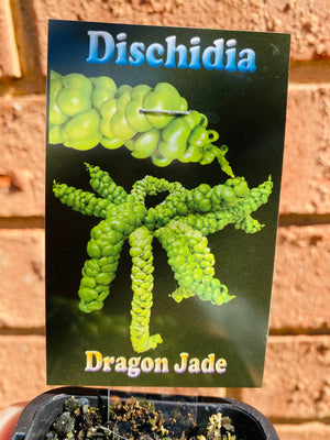 Dischidia nummularia montrose - Dragon Jade