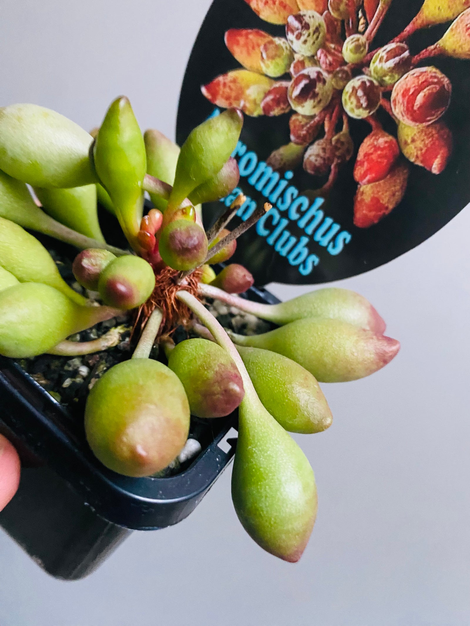 Adromischus cristatus 'Indian Clubs'