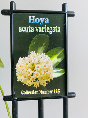 Hoya - Acuta Variegata Collection No. 125