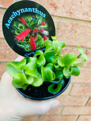 Curly Lipstick Plant (Curly) - Aeschynanthus radicans