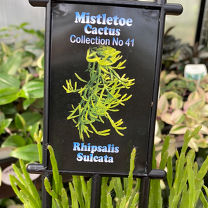 Rhipsalis Sulcata - Mistletoe Cactus Collection No. 41