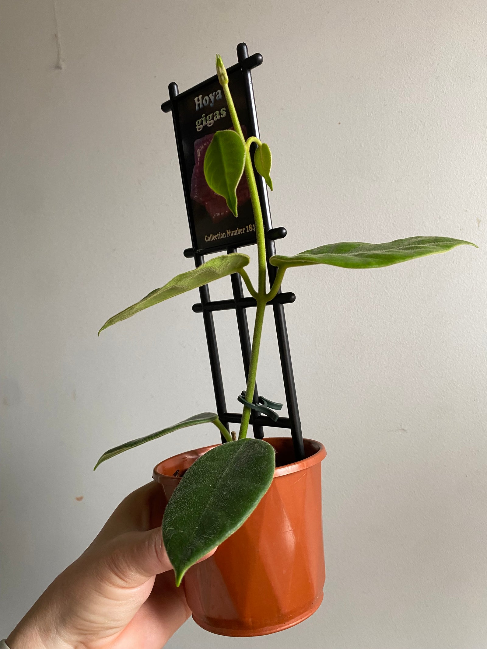 Hoya - Gigas Collection No. 184