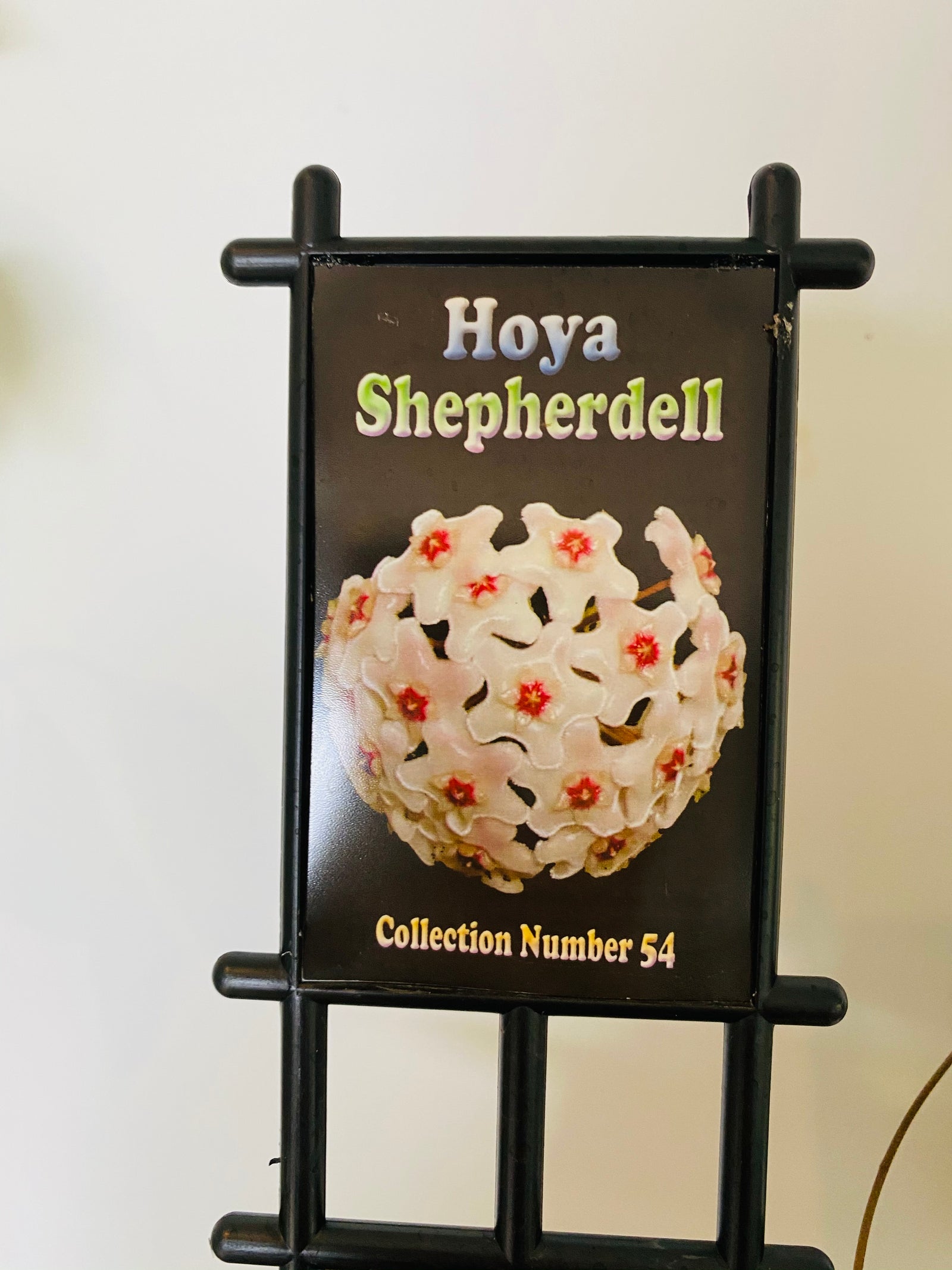 Hoya - Shepherdell Collection No. 54