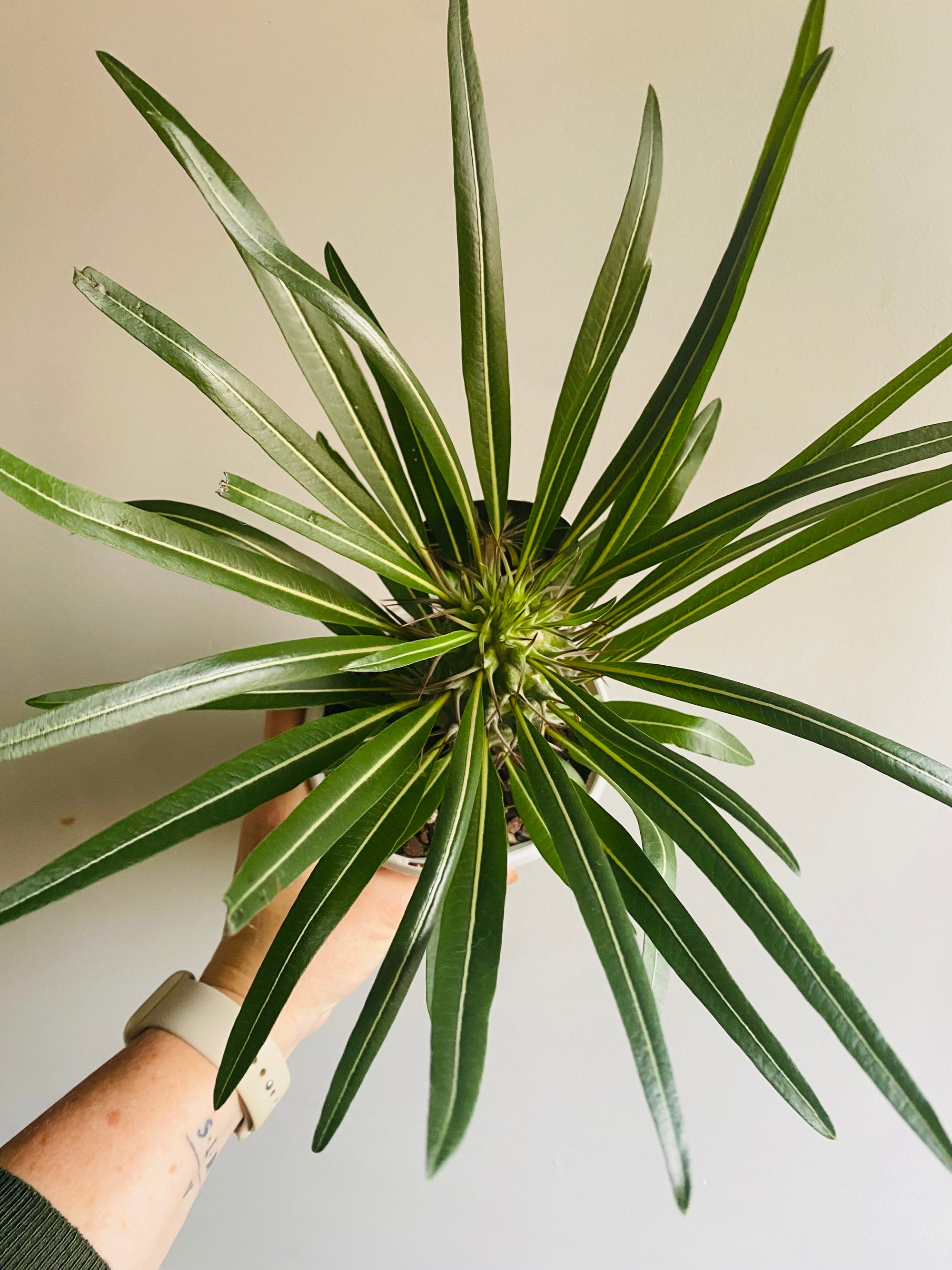 Pachypodium gaeyi 'Silver Madagascar Palm'