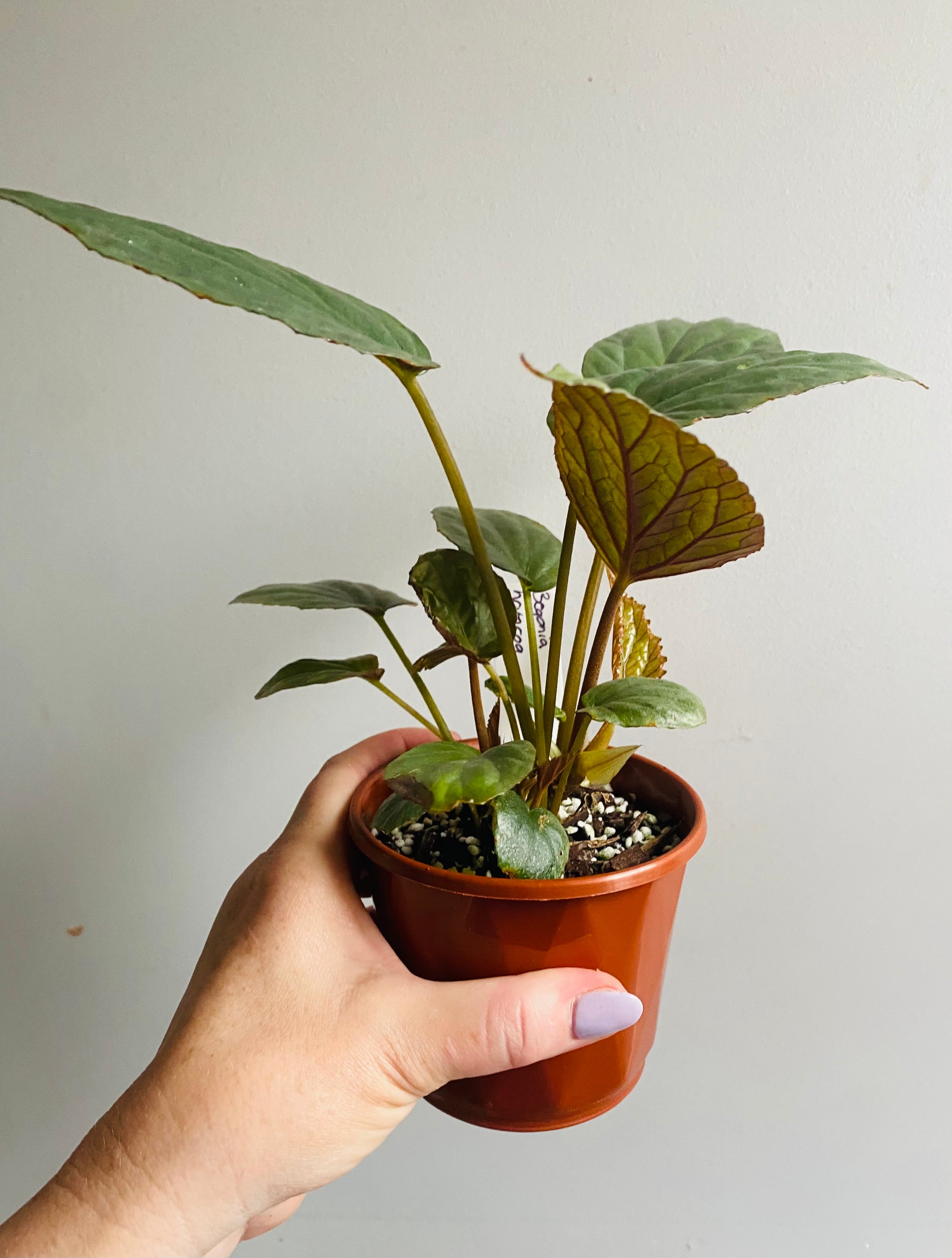 Begonia hatacoa silver My Jungle Shack