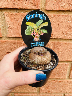 Sinningia hybrid - Bullata x Emorpha (white flower)