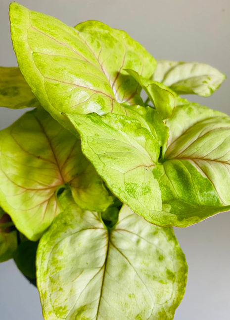 Syngonium - Gold Allusion