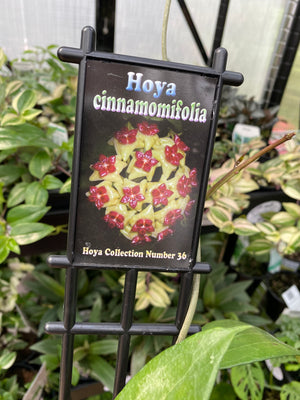Hoya - Cinnamomifolia Collection No. 36