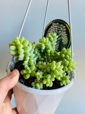 Sedum burrito - Dwarf Donkey’s Tail