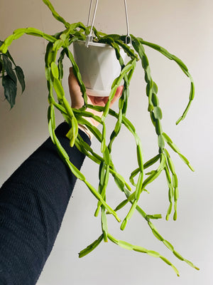 Rhipsalis Paradoxa - Mistletoe Cactus Collection No. 21