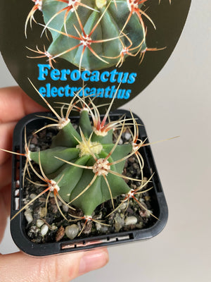 Ferocactus electracanthus aka histrix