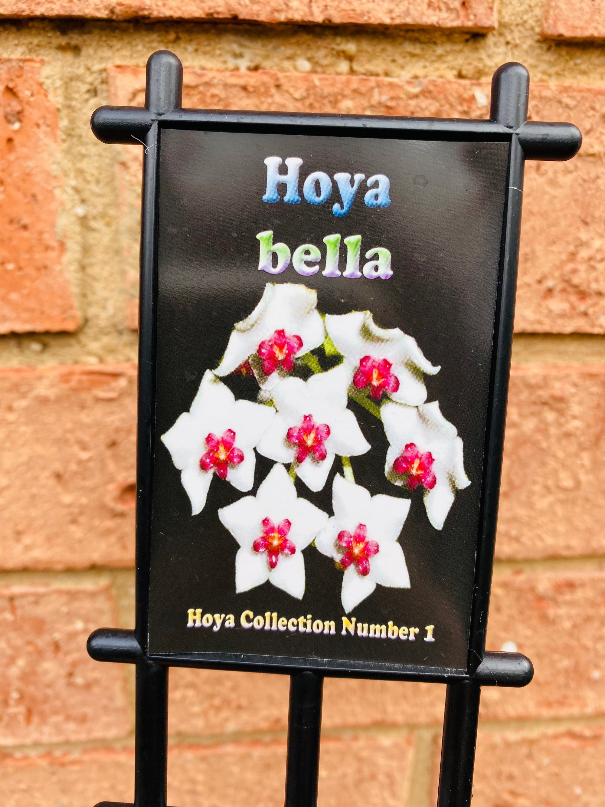 Hoya - Bella Collection No. 1