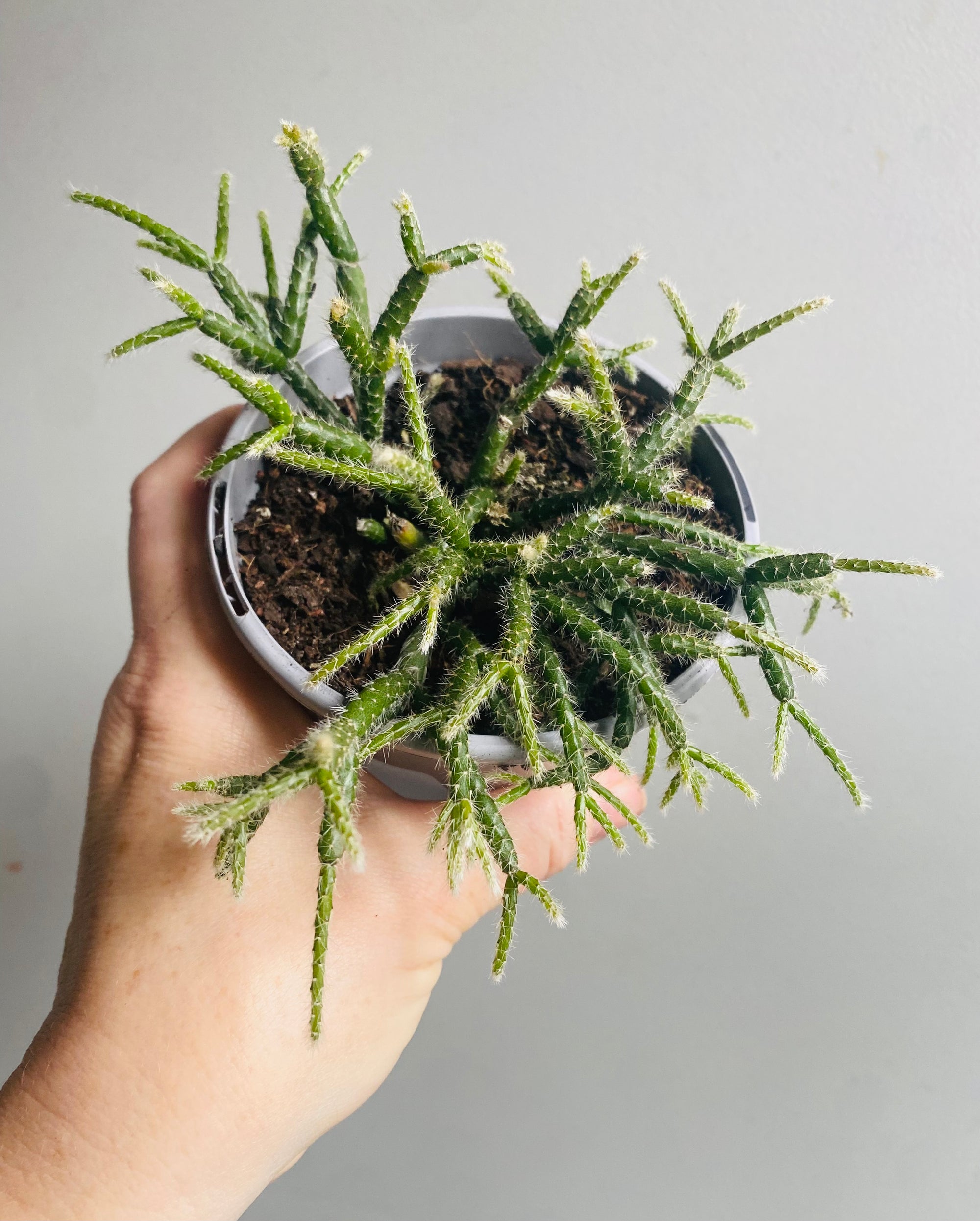 Rhipsalis Pilocarpa - Mistletoe Cactus Collection No. 24