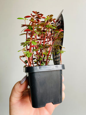 Peperomia - Hunteriana