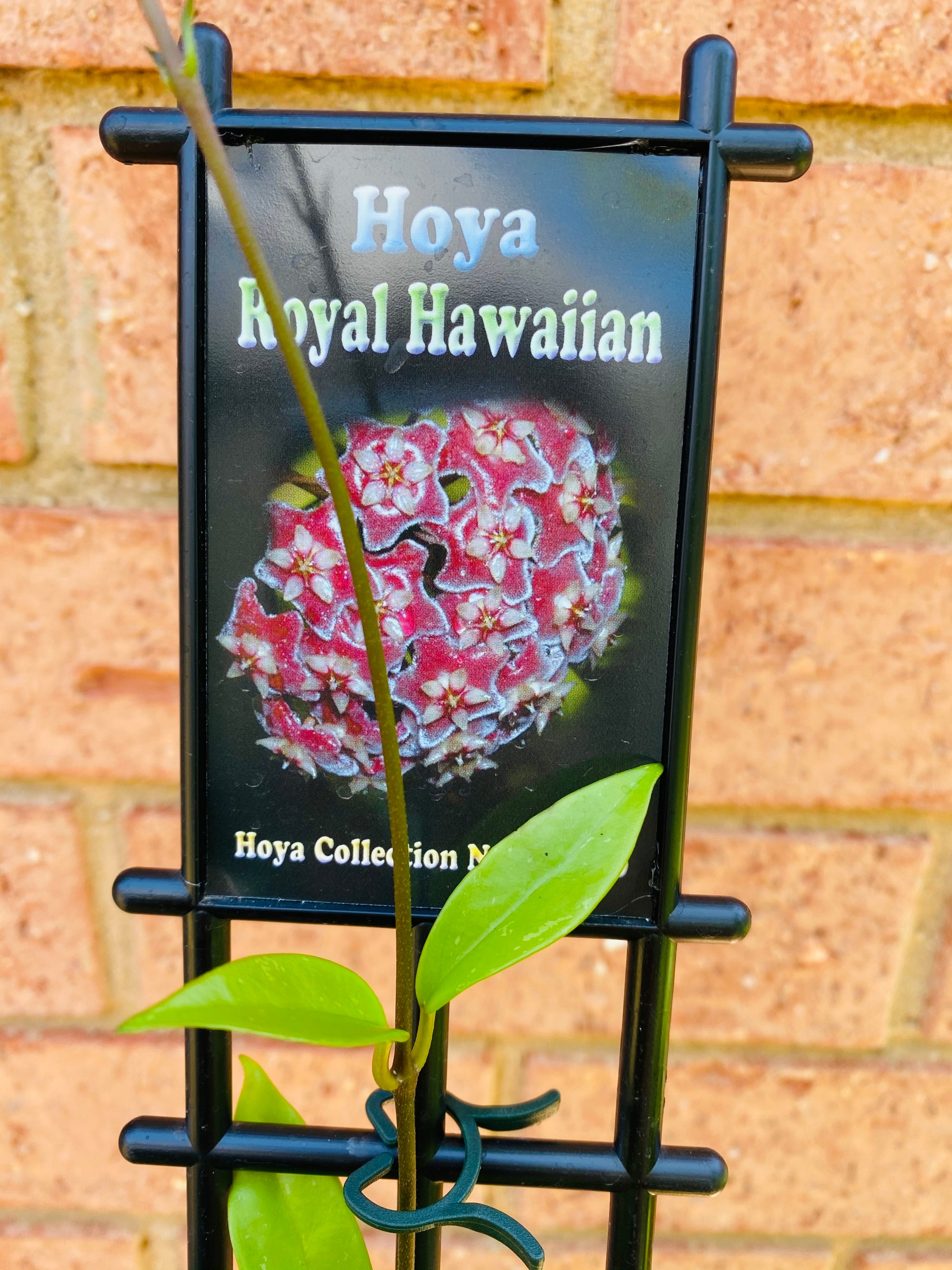 Hoya - Royal Hawaiian Collection No. 20