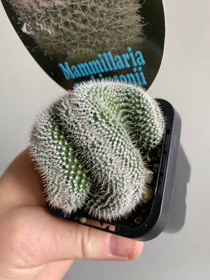 Mammillaria parkinsonii var. Cristata