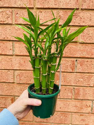 Dracaena sanderiana - Lucky Bamboo (8 Canes)