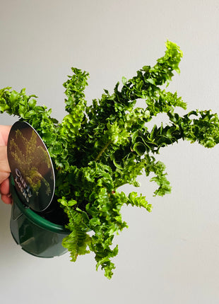 Nephrolepis exaltata 'Emina'