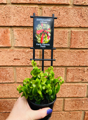 Curly Lipstick Plant (Curly) - Aeschynanthus radicans