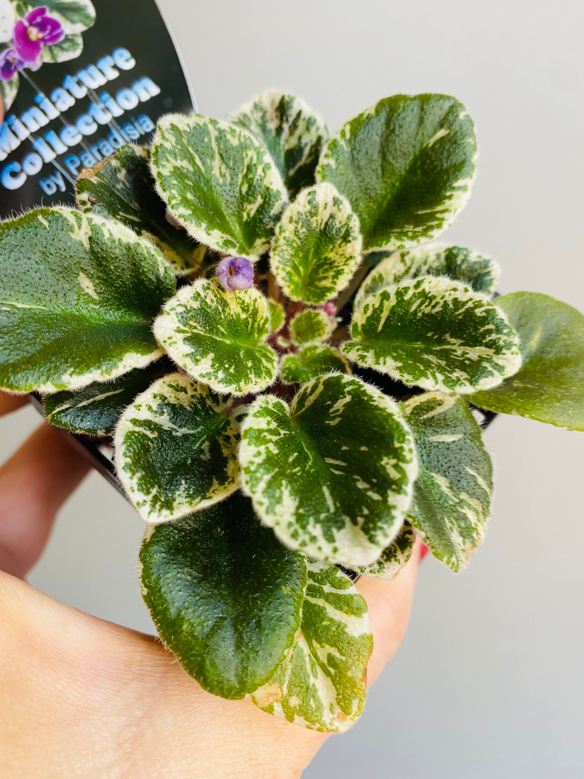 African Violet - Mini Charm