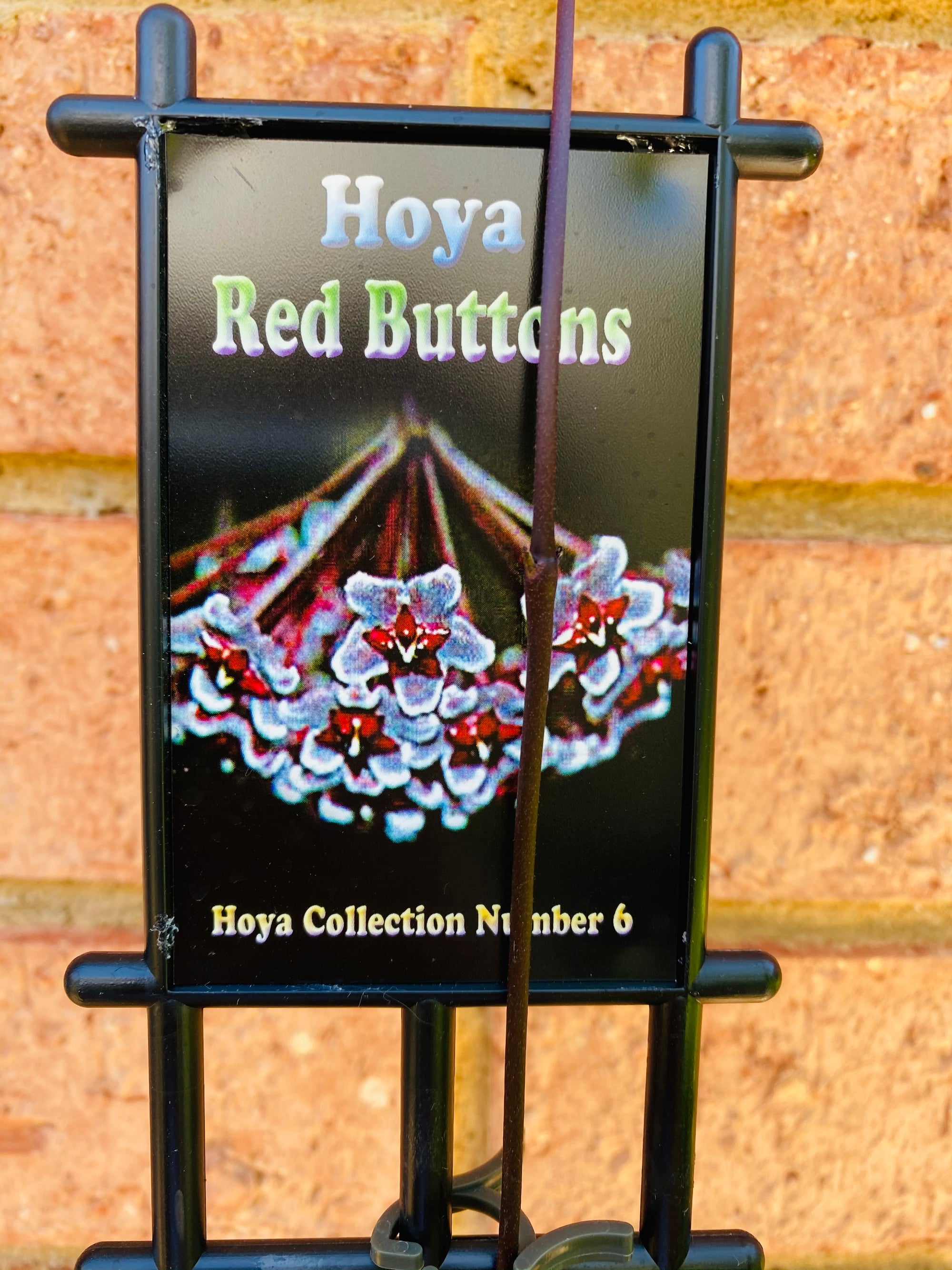 Hoya - Red Buttons Collection No. 6