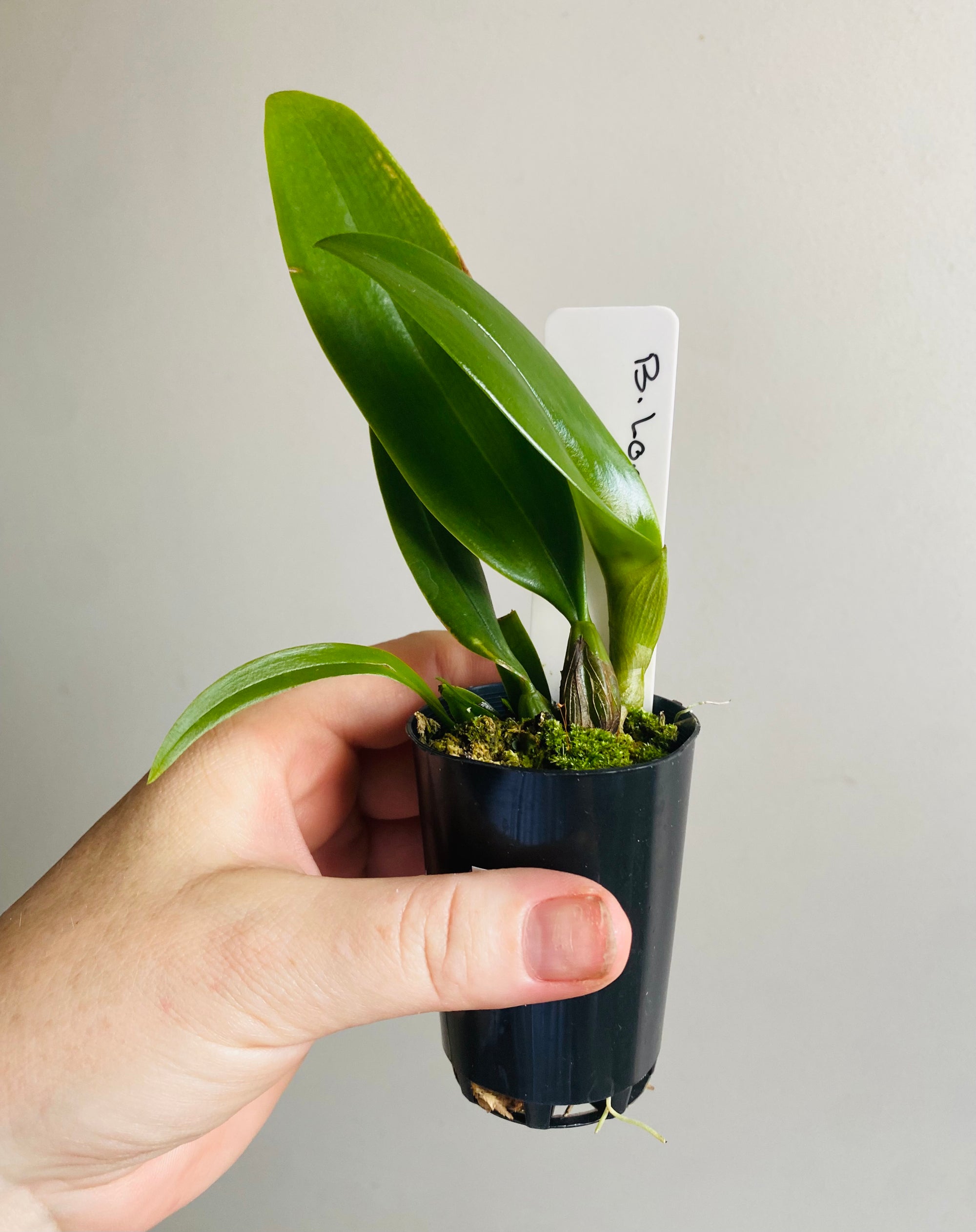 Bulbophyllum longissimum