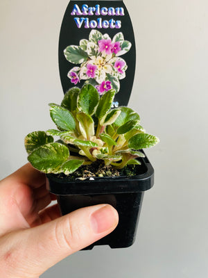 African Violet - Mini Charm