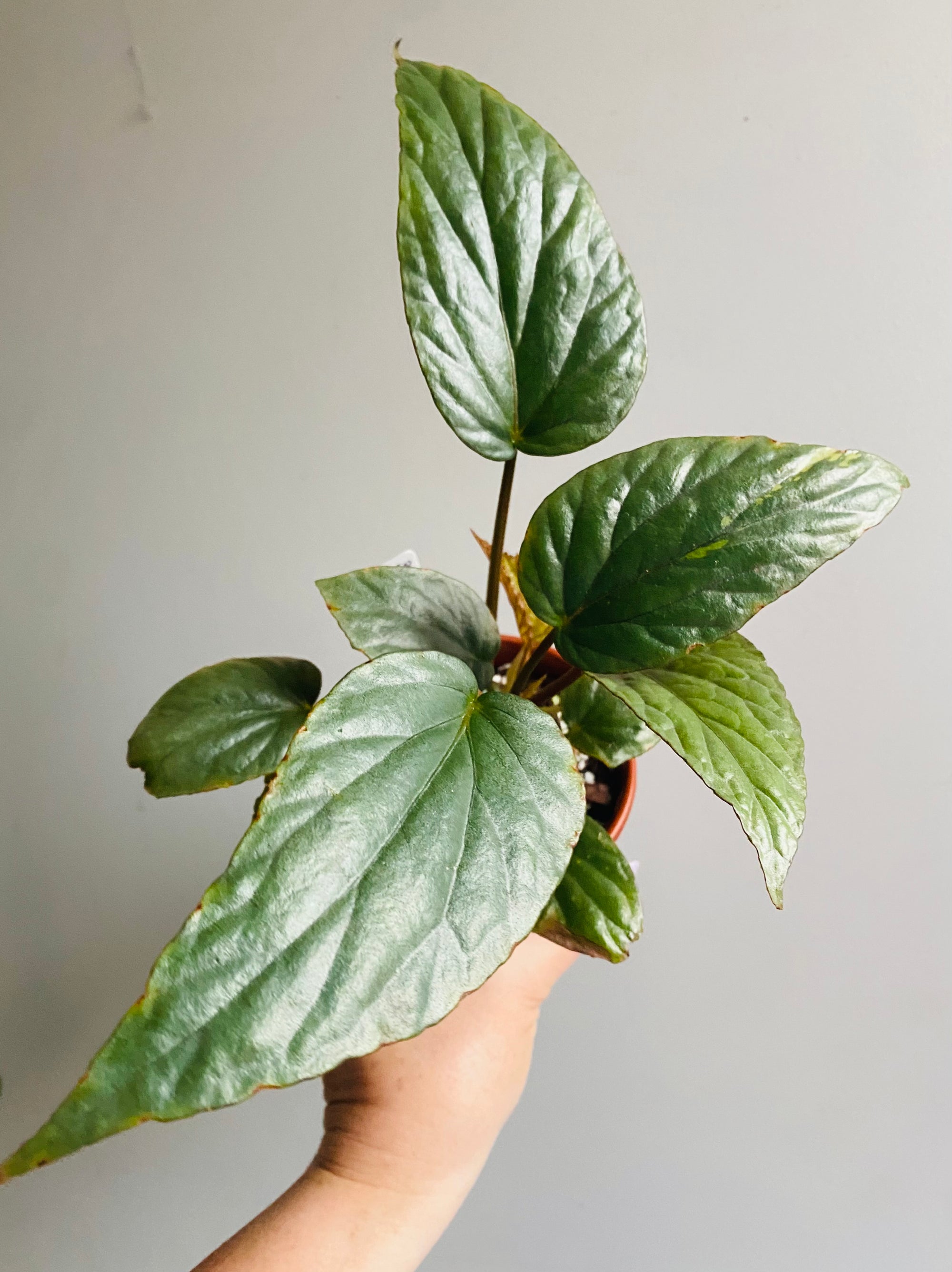 Begonia hatacoa silver