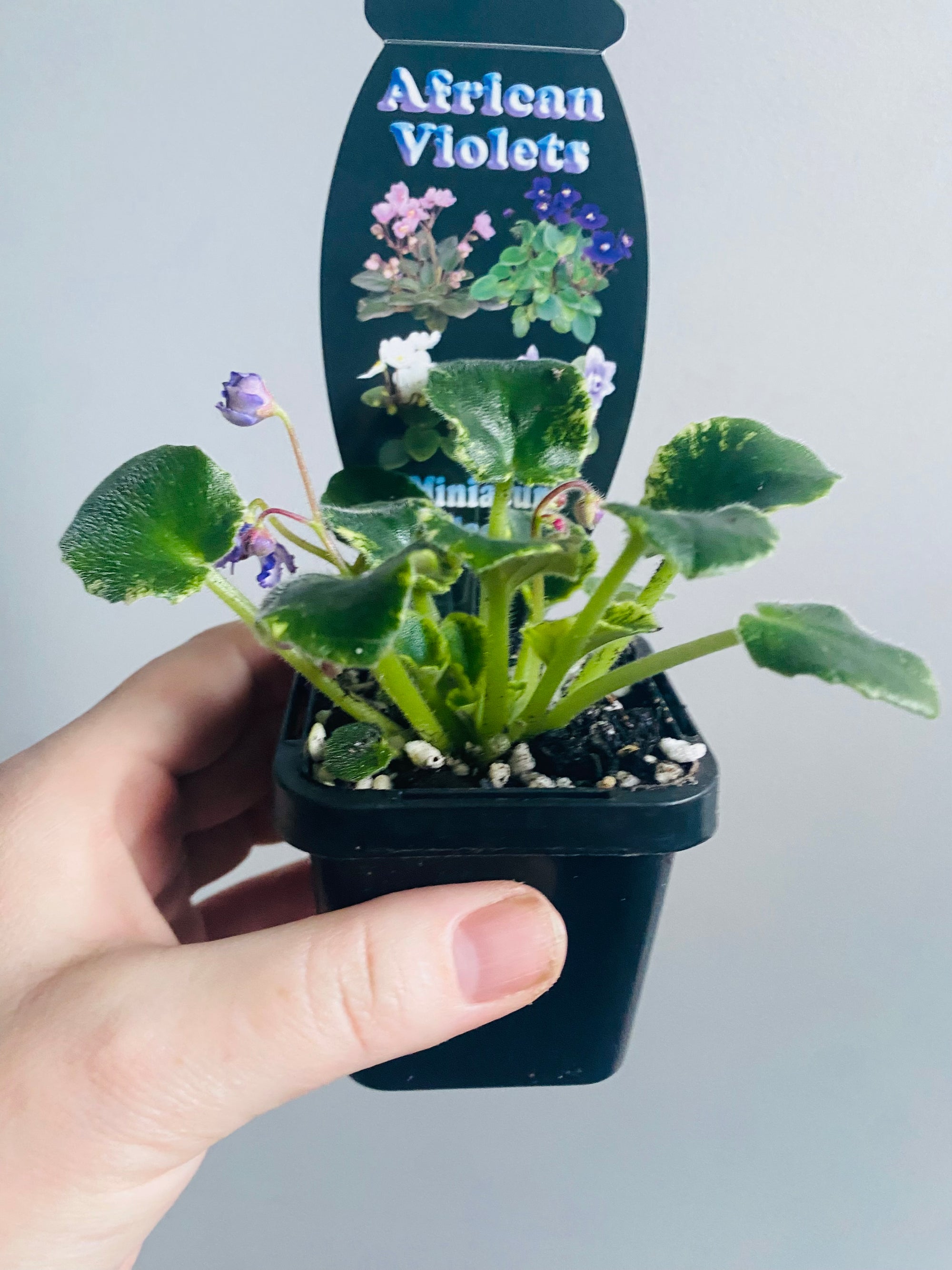 African Violet - Rob’s Kitten Caboodle (purple flower)