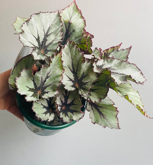 Begonia - Nordic Glacier