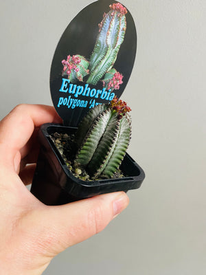 Euphorbia polygona 'Azure'