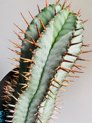 Euphorbia polygona 'Paradisian Blue'