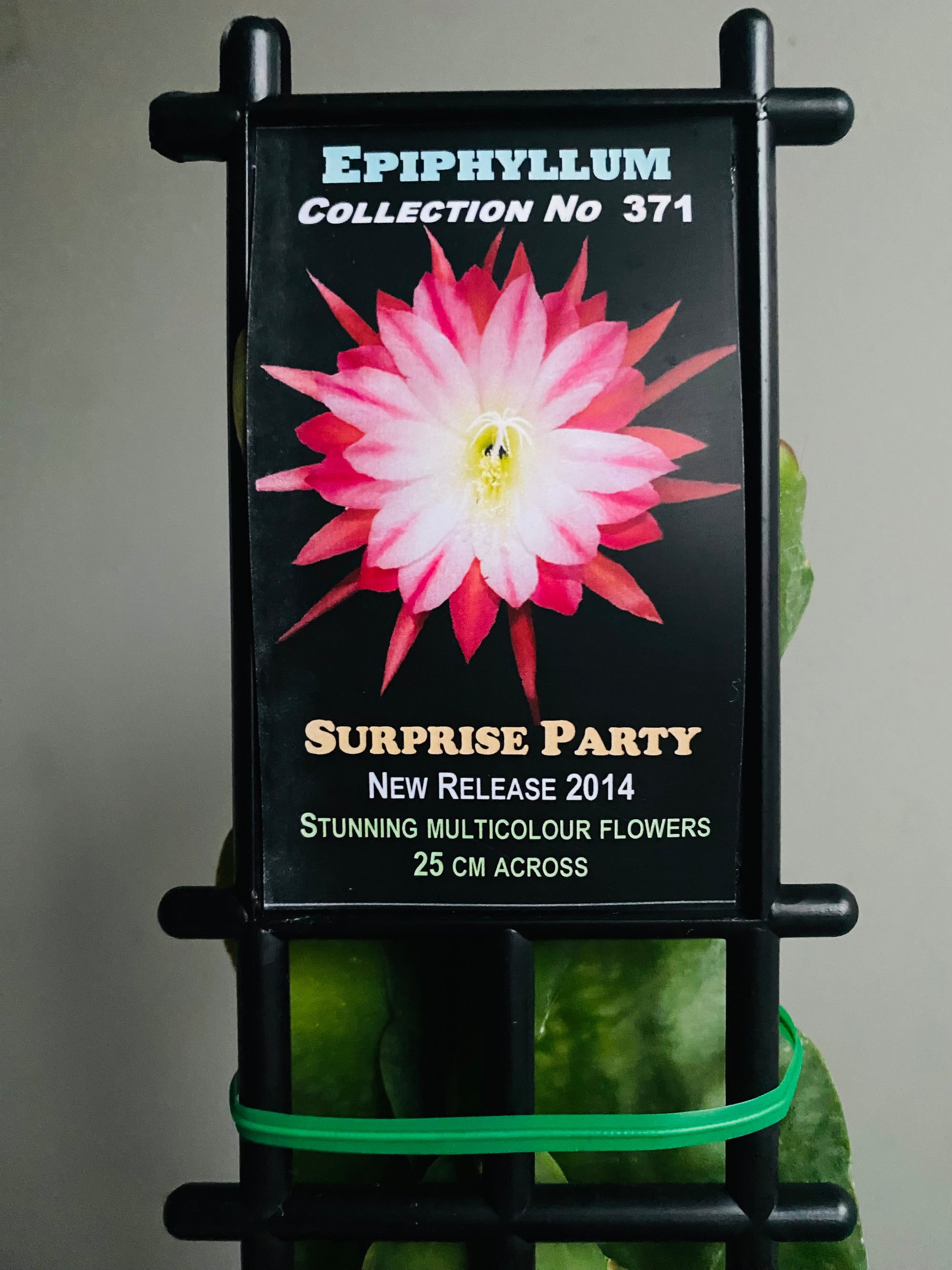 Epiphyllum 'Surprise Party' - Collection No. 371
