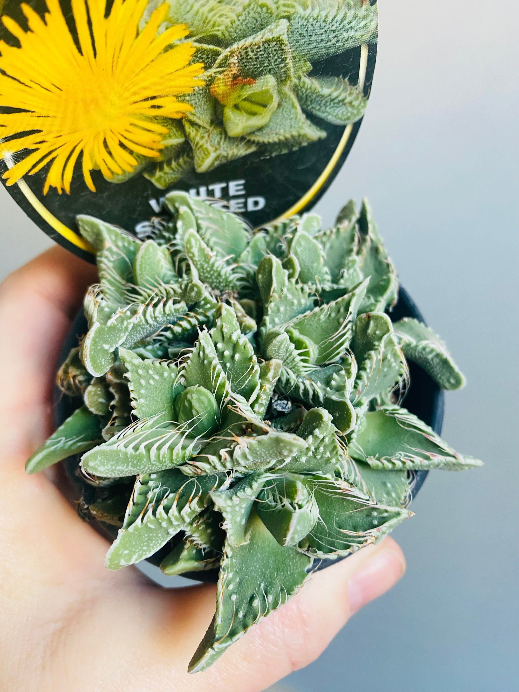 Faucaria britanea - White Spotted Jaws