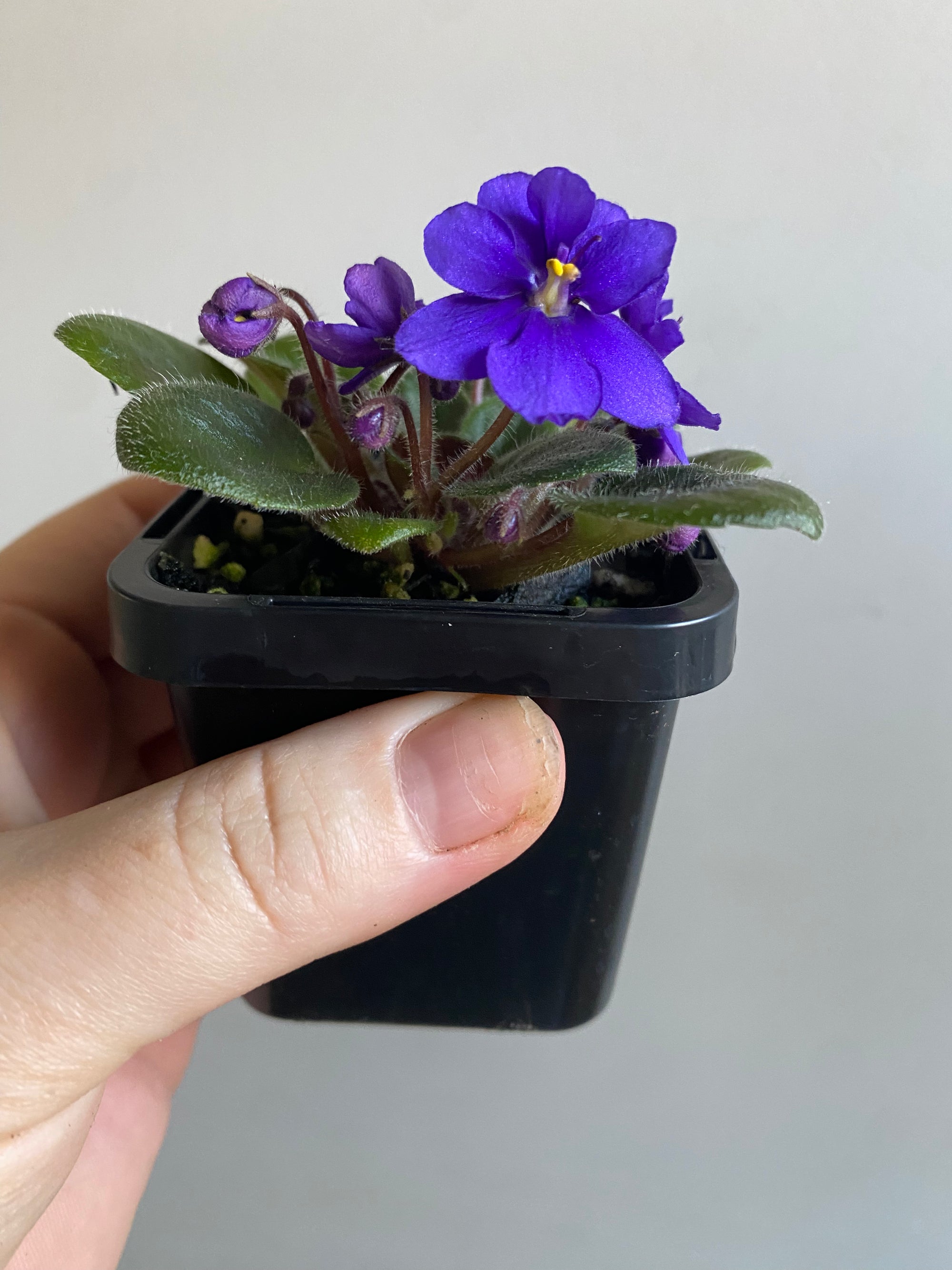 African Violet - Blue Boy