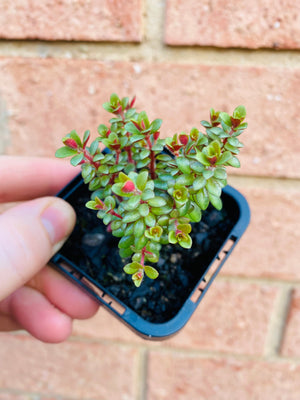 Peperomia - Hunteriana